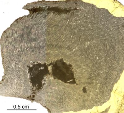 https://files.geocollections.info/large/29/71/2971e60e-1ad3-44d6-a96b-5af8f1927450.jpg