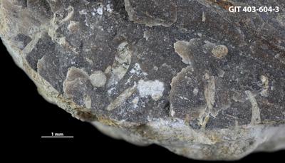 <i></i><br />Ohesaare cliff,  m, Ohesaare Stage