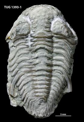 https://files.geocollections.info/large/29/7c/297c6aa8-ffb6-47cc-b87a-c0f57f96fbb7.jpg