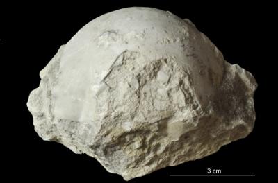 https://files.geocollections.info/large/29/94/2994c851-3932-4945-bf8e-88b255d09b6c.jpg