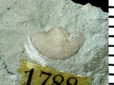 https://files.geocollections.info/large/29/a8/29a820c2-62d4-45c7-86a2-fe5d678d4dd9.jpg