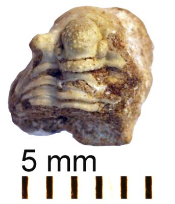 https://files.geocollections.info/large/29/b1/29b1c84a-232b-45d2-b69a-f9562953355e.jpg