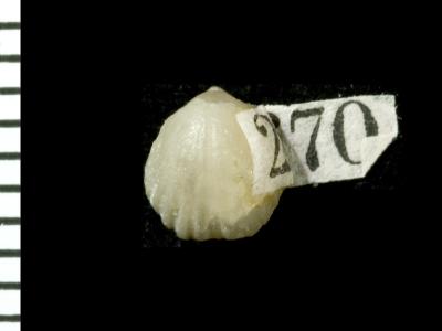 https://files.geocollections.info/large/29/be/29bea44c-a6c9-4bb6-a592-565e9090705f.jpg