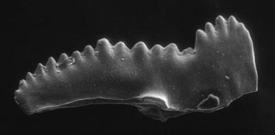https://files.geocollections.info/large/29/ec/29ecf56a-5006-4239-8b58-f52d1ffc8f29.jpg
