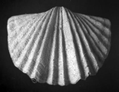 https://files.geocollections.info/large/2a/08/2a08b7b2-fde3-4f84-afbf-8e7291e5cee6.jpg