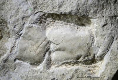 https://files.geocollections.info/large/2a/16/2a168d46-23e5-4ccb-a78a-519125fe24a7.jpg