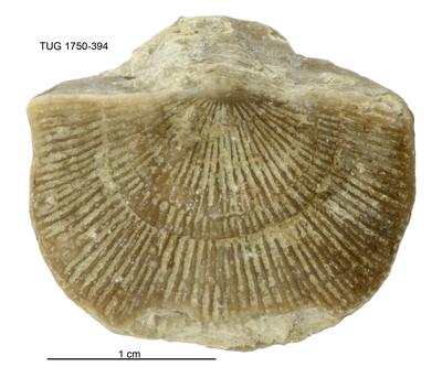 https://files.geocollections.info/large/2a/41/2a416dc9-4c40-4f5f-a07c-67a9e47e5d05.jpg