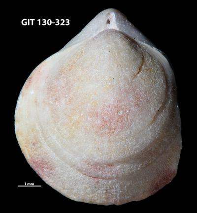 https://files.geocollections.info/large/2a/65/2a65b858-f45d-4f4b-a7fc-54ef7fa75732.jpg