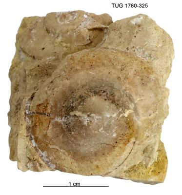 https://files.geocollections.info/large/2a/9e/2a9e6361-fde3-4b3a-9714-066805fba47c.jpg