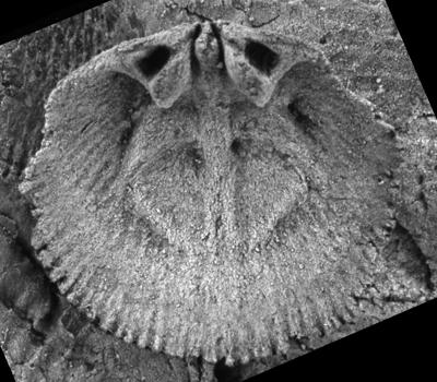 https://files.geocollections.info/large/2a/a1/2aa14111-2d0f-454d-8921-3ed1de62f2be.jpg