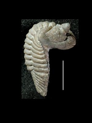https://files.geocollections.info/large/2a/a7/2aa76ac6-2349-4e76-9501-c8f5c610c95b.jpg