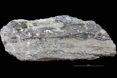 <i></i><br />Saku trench,  m, 