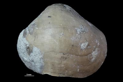 https://files.geocollections.info/large/2a/c9/2ac99c40-206a-433e-9766-c0daaa4e1438.jpg