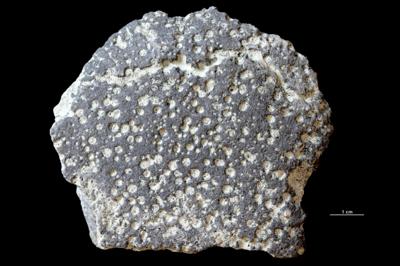 https://files.geocollections.info/large/2a/e3/2ae32642-a335-4418-a402-0efb0b3fcbfb.jpg