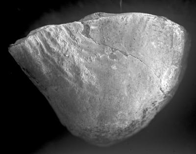 https://files.geocollections.info/large/2a/e3/2ae3be0f-7d53-42e6-a8e8-90b849e682b2.jpg