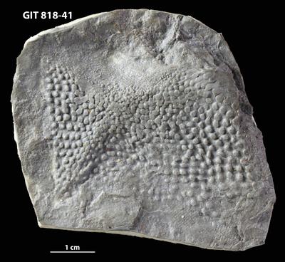 https://files.geocollections.info/large/2a/e8/2ae8a7d5-5e03-4b4a-8d7b-30c266805b1a.jpg