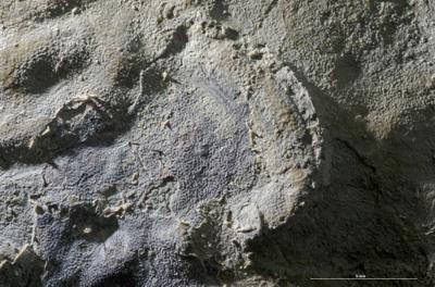 https://files.geocollections.info/large/2b/10/2b10160d-18d6-4f23-b985-f3127457498c.jpg