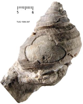 https://files.geocollections.info/large/2b/2d/2b2d1ef3-99d2-4369-bc30-ab5a8719cd1c.jpg