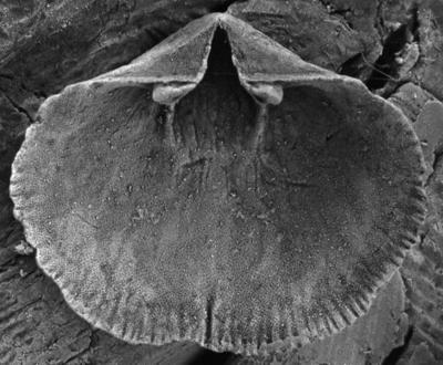 https://files.geocollections.info/large/2b/5c/2b5c4749-a147-45ed-a52a-6096bda193fa.jpg
