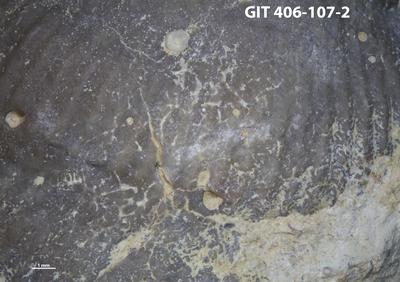 <i></i><br />Kõrgessaare outcrop,  m, Vormsi Stage