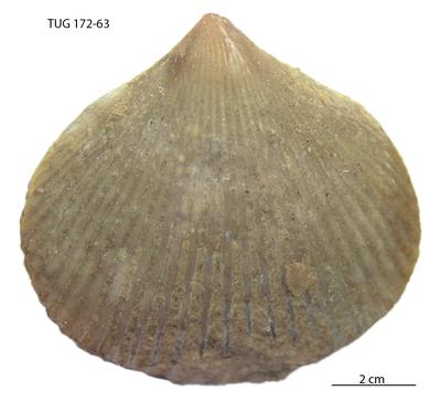 https://files.geocollections.info/large/2b/77/2b774c89-0252-4a5b-85a4-cdd17684f44a.jpg