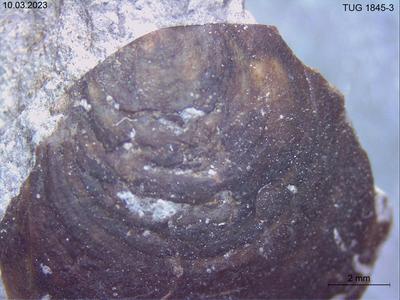 https://files.geocollections.info/large/2b/87/2b873dd0-a59e-46c3-9396-5d59b9b2094f.jpg
