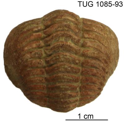 https://files.geocollections.info/large/2b/99/2b99add5-c14a-4630-9ec4-177f8b8c1375.jpg