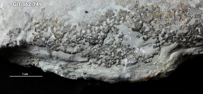 <i></i><br />Ohesaare cliff,  m, Ohesaare Stage