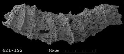 https://files.geocollections.info/large/2b/d6/2bd63bd7-7194-4667-8c1c-9b20b1fde6db.jpg