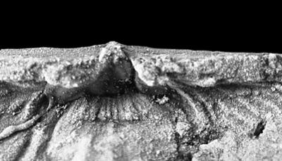 https://files.geocollections.info/large/2b/e5/2be5f28f-0bc3-4278-90c9-67b024fe6735.jpg