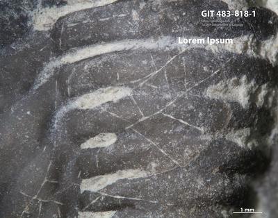 <i></i><br />Ohesaare cliff,  m, Ohesaare Stage