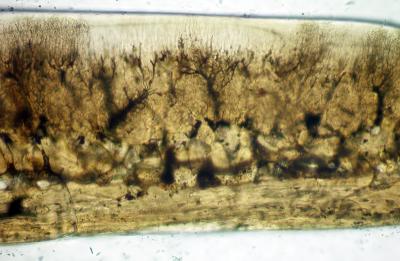 https://files.geocollections.info/large/2c/2a/2c2a5b61-9386-48b7-bab1-47d778c7c876.jpg