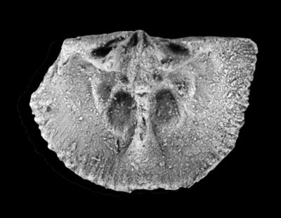 https://files.geocollections.info/large/2c/51/2c51eb29-b649-458b-af6b-b8e33071c154.jpg