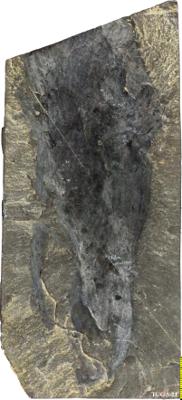 https://files.geocollections.info/large/2c/71/2c71da12-c232-4309-a32f-7b2395979efb.jpg