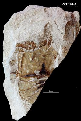 https://files.geocollections.info/large/2c/81/2c81ac22-e6f4-47a9-a20f-d3fd368b6d4b.jpg