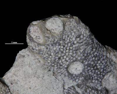 https://files.geocollections.info/large/2c/99/2c994489-e486-46af-a0d0-c58f23984391.jpg