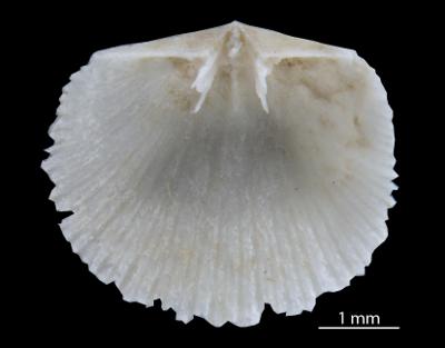 https://files.geocollections.info/large/2c/a2/2ca27049-e944-481a-a925-ebc86d8aac2f.jpg