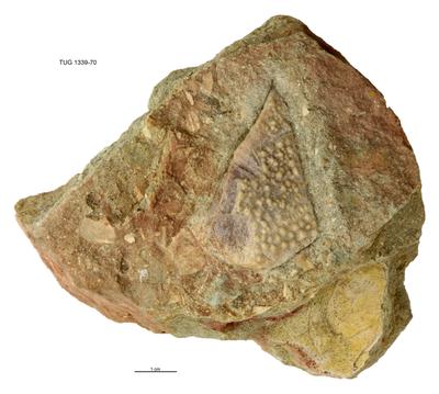 https://files.geocollections.info/large/2c/a3/2ca36baa-b431-4392-9ff7-344dc5192924.jpg