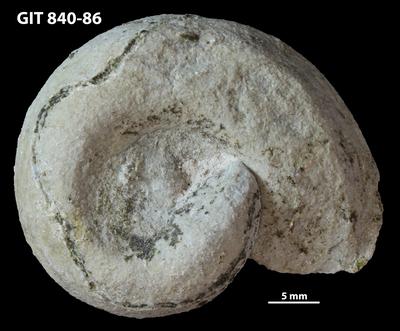 https://files.geocollections.info/large/2c/b0/2cb03611-2495-4126-a069-fc970a5ba04a.jpg