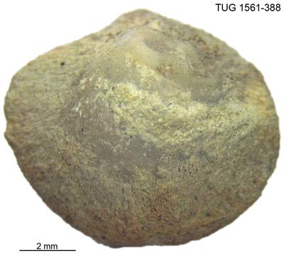 https://files.geocollections.info/large/2c/c0/2cc0c95f-6cb3-4287-95f5-0e0829f87dd1.jpg