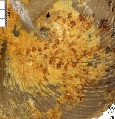 https://files.geocollections.info/large/2c/ee/2ceeaafa-ef33-45e5-89b4-5ea8f86c10f9.jpg
