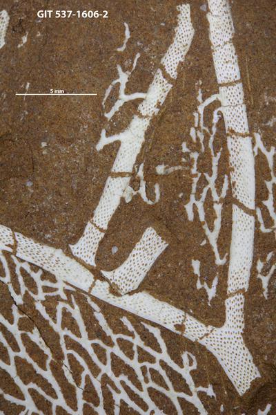 https://files.geocollections.info/large/2d/0b/2d0bf706-1ad3-48af-b7e1-ffd8708bd03a.jpg