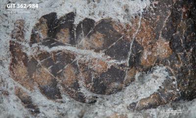 <i></i><br />Ohesaare cliff,  m, Ohesaare Stage