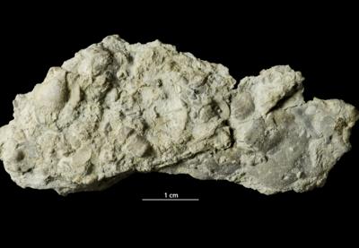 <i></i><br />Päärdu outcrop,  m, Adavere Stage