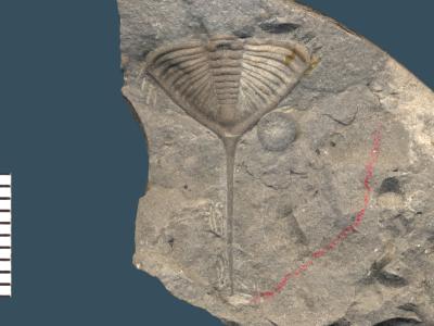 https://files.geocollections.info/large/2d/19/2d1986e6-c8bc-46bc-9c55-97c3fff2d0a5.jpg