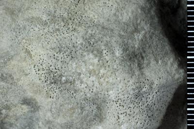 https://files.geocollections.info/large/2d/35/2d35bc24-02f8-41a3-ab0c-a7672a0c00fd.jpg