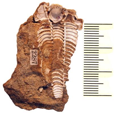 https://files.geocollections.info/large/2d/5c/2d5cef23-cbf7-4b3b-a17a-b751dc5e8fd2.jpg