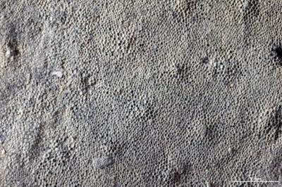https://files.geocollections.info/large/2d/6c/2d6c89fb-32e3-4ae8-9932-936708d64322.jpg