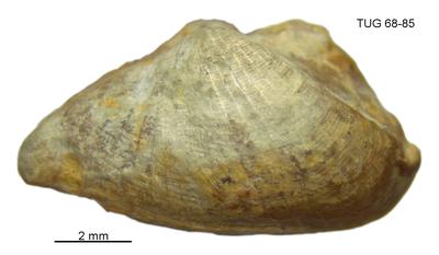 https://files.geocollections.info/large/2d/94/2d949fb1-9d7d-4212-a101-e0206d513c1a.jpg