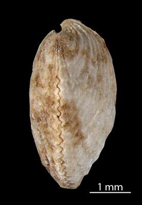 https://files.geocollections.info/large/2d/95/2d956b4a-08fa-4f39-89a3-0d3d4c25afec.jpg
